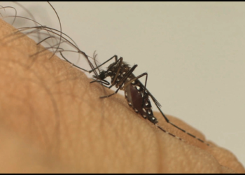 Ministério da Saúde lança a Campanha Nacional de Combate ao Aedes aegypti