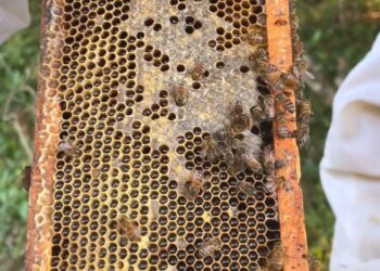 Cobiçado no exterior, mel de melato é pouco conhecido no Brasil