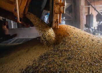 IBGE estima safra recorde de 296,2 milhões de toneladas neste ano