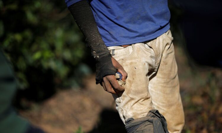 Juristas pedem expropriação de terras de quem explora trabalho escravo
